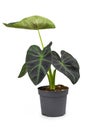 Tropical `Colocasia Esculenta Aloha` garden- or houseplant with dark green and almost black leaves in flower pot