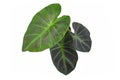 Tropical `Colocasia Esculenta Aloha Illustris` garden- or houseplant with dark green and almost black leavesbac