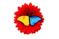 tropical color butterfly sitting on a red gerbera flower. isolated on white background Royalty Free Stock Photo