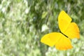 tropical colored butterfly against the background of nature. colorful moth