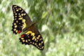 tropical colored butterfly against the background of nature. colorful moth