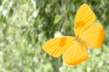 tropical colored butterfly against the background of nature. colorful moth