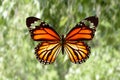 tropical colored butterfly against the background of nature. colorful moth