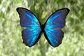 tropical colored butterfly against the background of nature. colorful moth