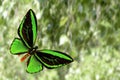 tropical colored butterfly against the background of nature. colorful moth