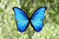 tropical colored butterfly against the background of nature. colorful moth