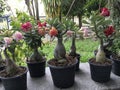 Tropical colorful Adenium in pots Royalty Free Stock Photo