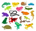 Tropical Colorful Amphibian with Reptile, Frogs, Lizards and Toads Big Vector Set Royalty Free Stock Photo