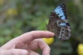 Tropical colorful butterfly closeup picture on a hand. Royalty Free Stock Photo