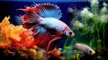 Tropical colorful fish in an aquarium with seaweed.