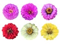 The tropical colorful flowers isolated in white background, blooming pink, purple, red and yellow common zinnia elegans flowers. Royalty Free Stock Photo