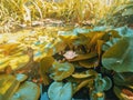 Tropical colorful nature background, water lilly pod with blooming pink lotus flower floating in the pond in summer Royalty Free Stock Photo