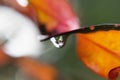 Tropical colorful orange, yellow, red leaf with big water drop flow down with reflection inside, macro, blur, texture. Wet green. Royalty Free Stock Photo