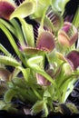 Tropical and Colorful Venus Flytrap Royalty Free Stock Photo