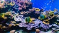 Tropical colour fish and coral reef Royalty Free Stock Photo