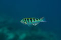 Tropical colourful fish swimming underwater at indian ocean at Maldives Royalty Free Stock Photo