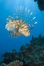 Tropical Common lionfish. Royalty Free Stock Photo