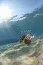 Tropical Common lionfish in clear, shallow water.