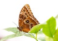 Tropical Common Morpho butterfly