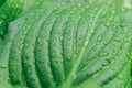 Tropical concept, green background. Plant host after the rain, drops of water on large leave. Selective focus, macro