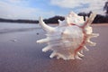 Tropical conch on sandy beach