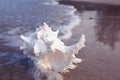 Tropical conch on sandy beach