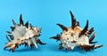 Tropical conch shells on blue background.