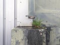 Close-up of tube and rusty caribbean pipeline with weeds growing on wall joints. Rusty conduit on the facade of a building.