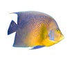 Tropical coral fish angelfish isolated