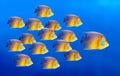 Tropical coral fish angelfish isolated