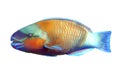 Tropical coral fish Bullethead parrotfish on white background