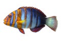 Tropical coral fish Harlequin tuskfish Choerodon fasciatus, isolated on white Royalty Free Stock Photo