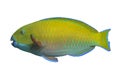 Tropical coral fish Parrotfish on white background