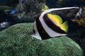 Tropical coral fish - Pennant bannerfish