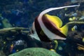 Tropical coral fish - Pennant bannerfish