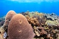 Tropical coral reef Royalty Free Stock Photo
