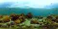 Coral reef and tropical fish underwater. Philippines. 360-Degree view. Royalty Free Stock Photo