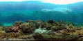 Coral reef and tropical fish underwater. Philippines. 360-Degree view. Royalty Free Stock Photo