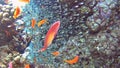 Tropical coral reef scene with shoals of glassfish and anthias