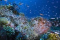 Tropical Coral Reef Underwater Landscape Biodiversity