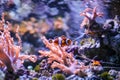 Tropical and coral sea fish. Beautiful underwater world. Clown fish Royalty Free Stock Photo