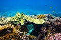 Tropical corals on reef in Indian ocean. Underwater life Royalty Free Stock Photo