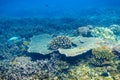 Tropical corals on reef in Indian ocean. Underwater snorkeling in sea Royalty Free Stock Photo