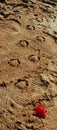 Tropical Creative Sand Art with sand turtles walking down the beach