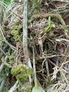 Tropical creepers growing on a tree