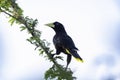 Large black and yellow Crested Oropendola perched on a branch in the sky