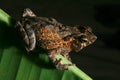 tropical crested toad rain forest amphibian night