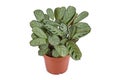 Tropical Ctenanthe Burle Marxii Amagris houseplant nd