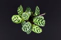 Tropical `Ctenanthe Burle Marxii` house plant with exotic stripe pattern on leaves on black background