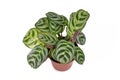 Tropical `Ctenanthe Burle Marxii` house plant with exotic stripe pattern on leaves in flower pot on white background